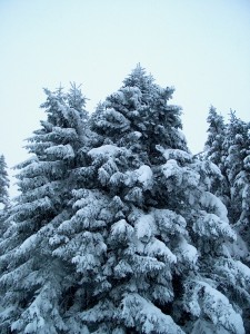 2001.12.15 14.50.07.jpg